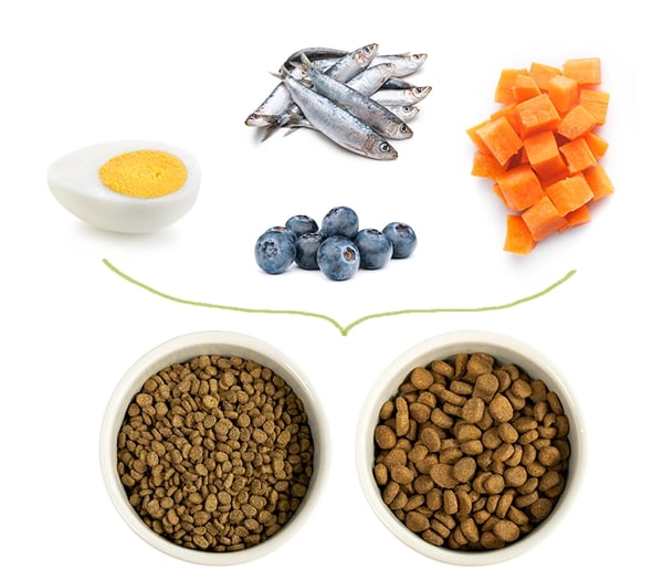 Holistic nutrition for dogs outlet